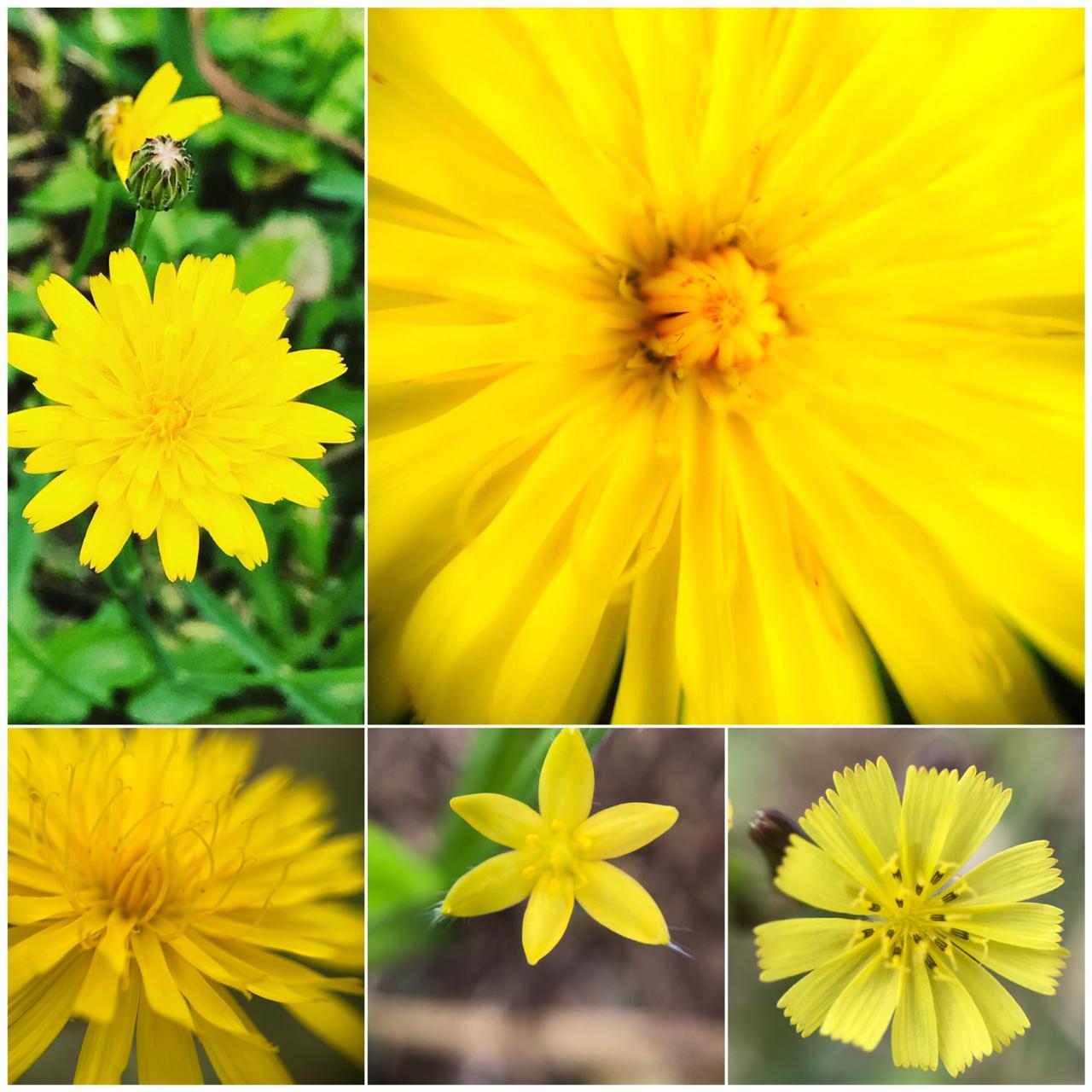 img-galeria-quote-Composición de imágenes varias de una flor amarilla