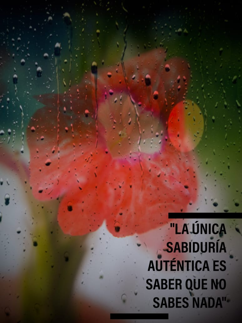 img-galeria-quote-Frase en negro sobre la foto de una flor bajo la lluvia vista a través de un vidrio