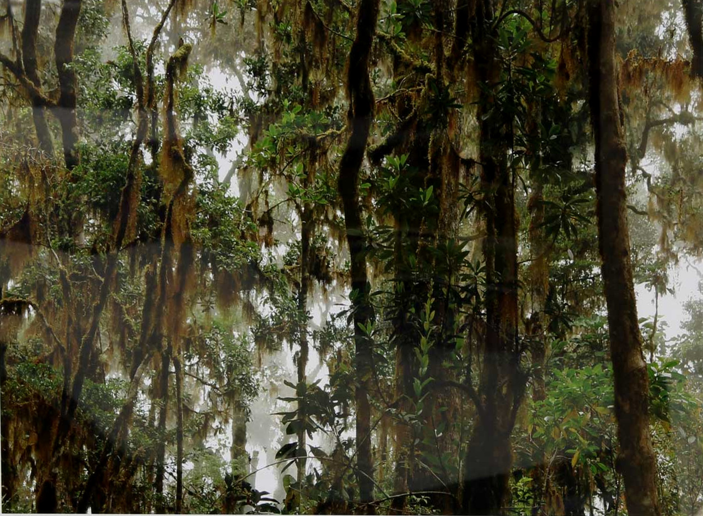img-galeria-quote-  Obra llamada “ Fotografía 13, Bosque Nuboso”, tomada en el Cerro de la Muerte, Costa Rica. Técnica Fotografía digital.