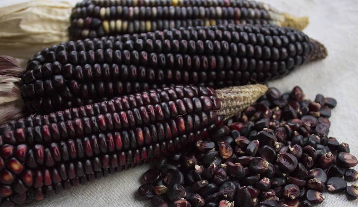 El maíz pujagua se caracteriza por tener una pigmentación oscura, de ahí que se conozca como maíz morado. Foto cortesía proyecto Curubanda