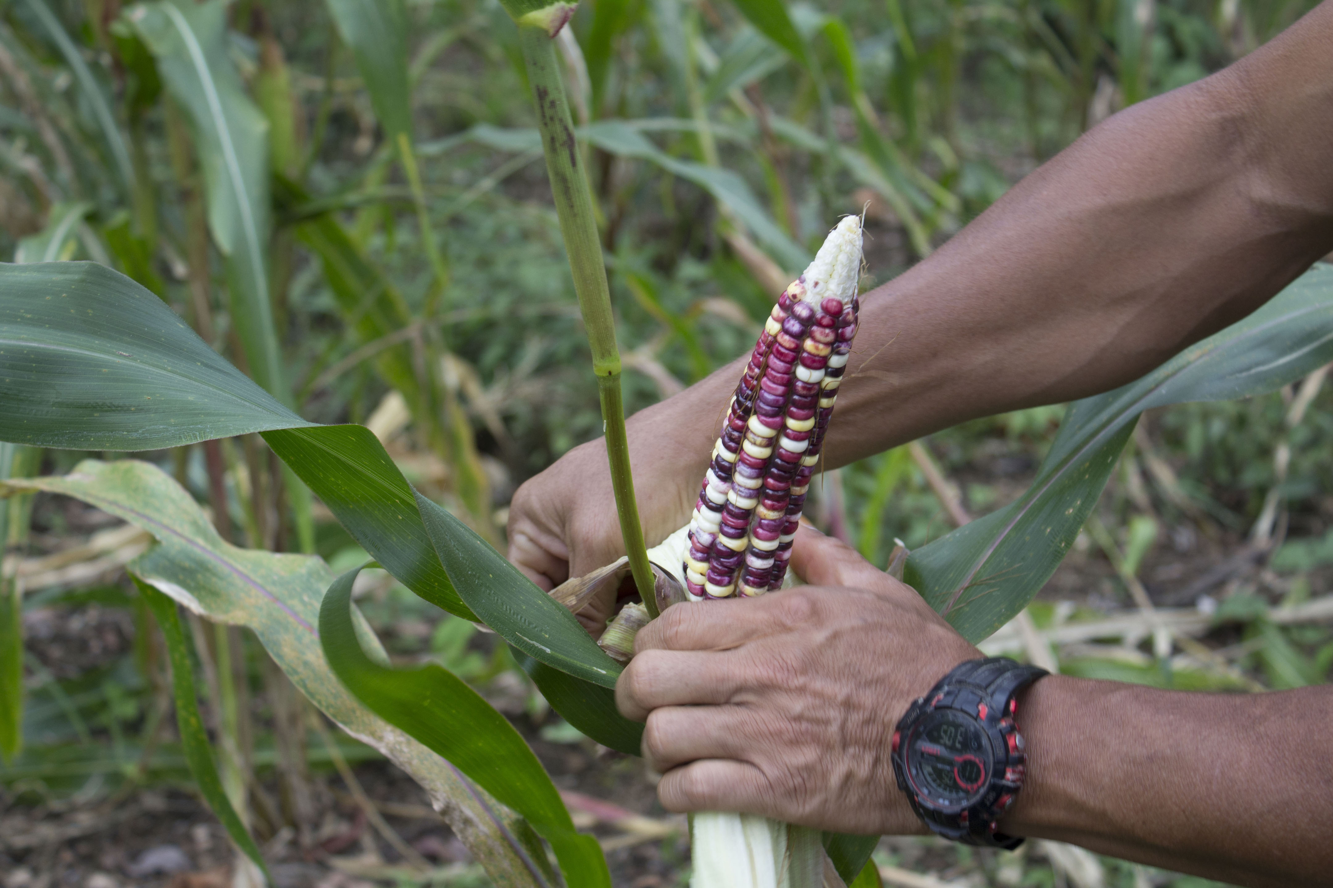 img-noticia-Recreación visual de la forma de cultivo en la comunidad malecu. Foto cortesía del EC-408