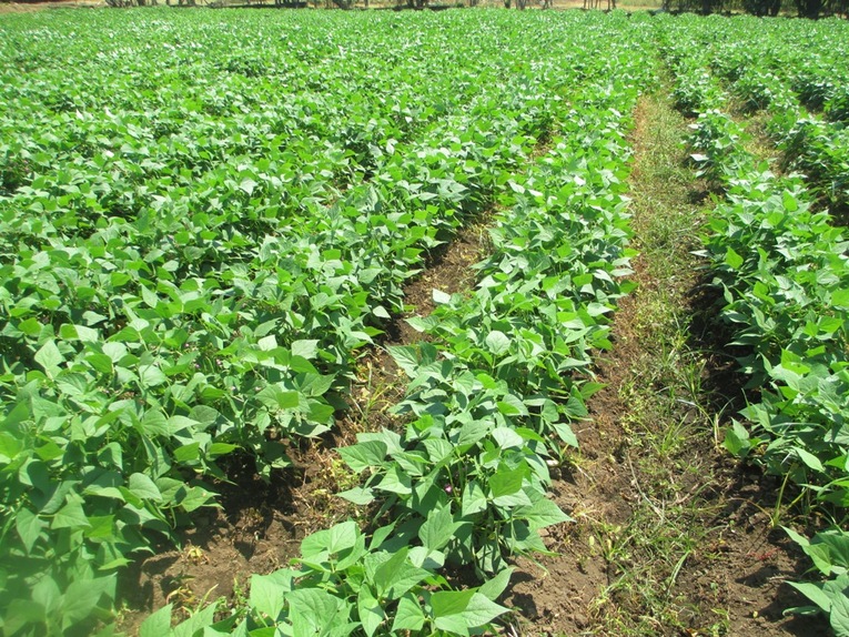 img-noticia-Líneas de plantas de frijol en un campo. 