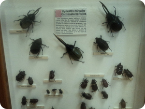Gran variedad de especies se exhiben en el Museo de Insectos de la UCR.
