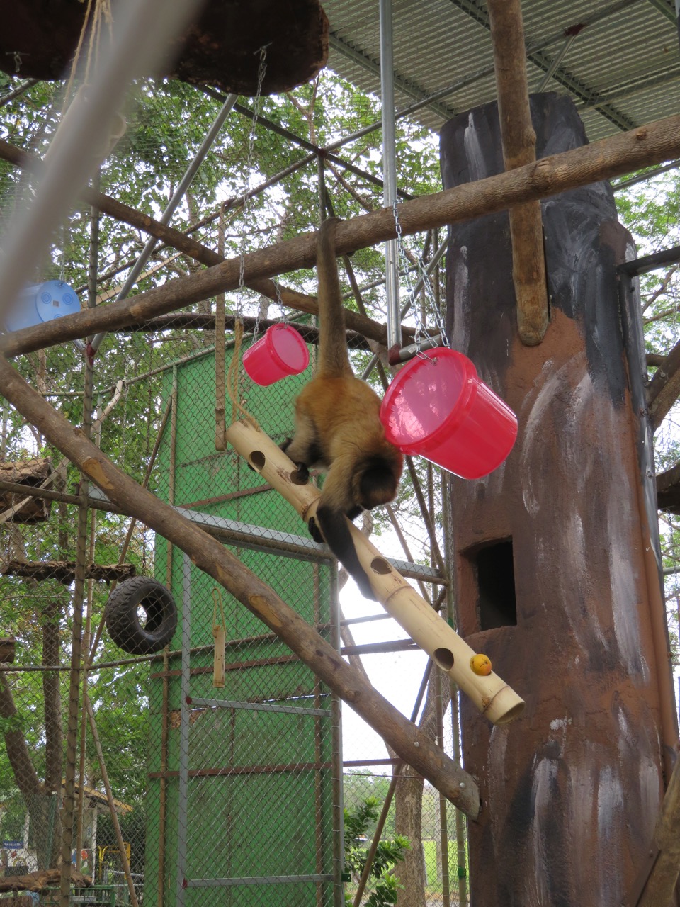 Muchas de las herramientas de enriquecimiento ambiental son aprovechadas por los monos de los recintos para jugar. Foto: Esther Pomareda.