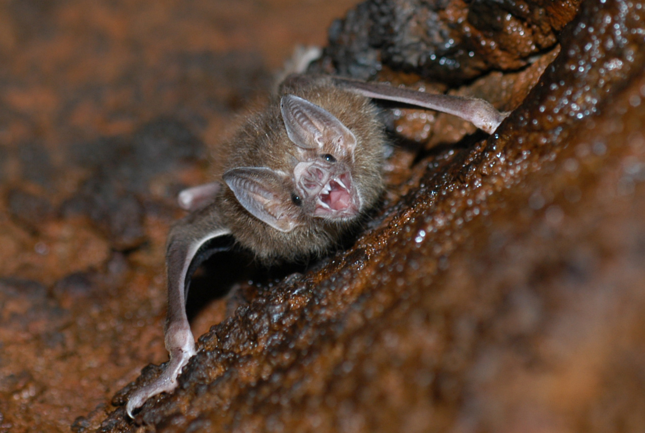 El documental sobre murciélagos se estrenó en noviembre pasado y busca concientizar sobre la importancia de estos animales en los ecosistemas. Foto archivo UCR