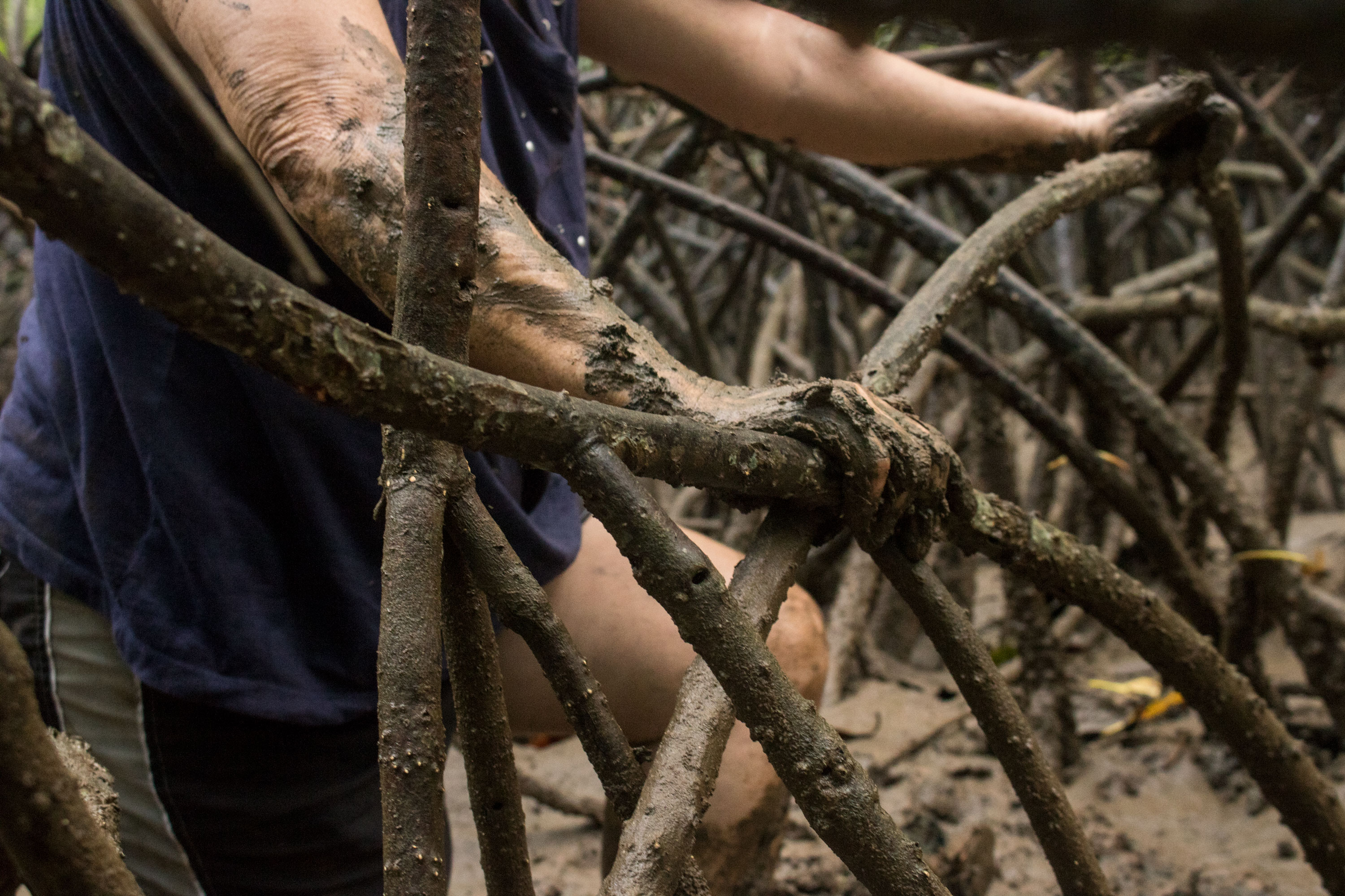 a comunidad de Purruja, dispersa en zonas aledañas al manglar, depende exclusivamente de la extracción de pianguas. Foto cortesía del proyecto.