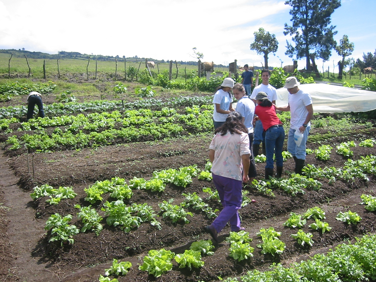 Parcela orgánica en el sector de Ochomogo, Cartago. Foto ilustrativa año 2016. 