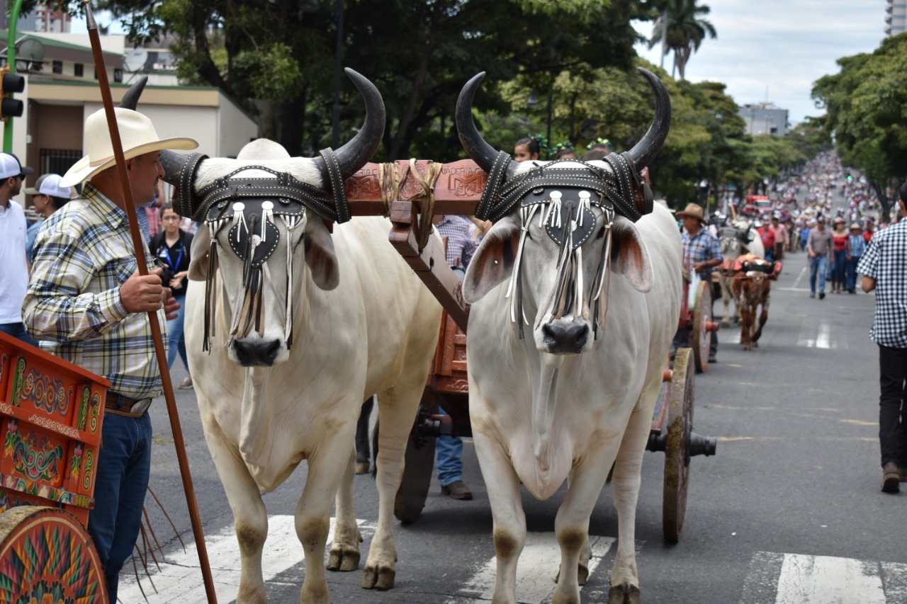 La Asociación Pro Museo Casa del Boyero promueve desfile de boyeros. Foto por Roger Bolaños Vargas