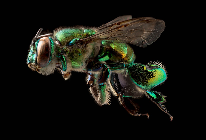 En Costa Rica existen 700 especies de abejas, responsables de la polinización en los ecosistemas silvestres, la agricultura y los jardines domésticos.  Debido a acciones humanas su existencia están en la categoría de especies amenazadas.  En la foto aparece una abeja del género Euglossa, que poliniza algunas orquídeas.  Foto Pedro Murillo