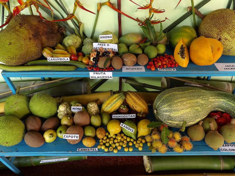 El banco genético de la Estación Fabio Baudrit es una garantía para que el sector agrícola siga produciendo especies frutales que llegan a las mesas costarricenses. Foto Patricia Quesada
