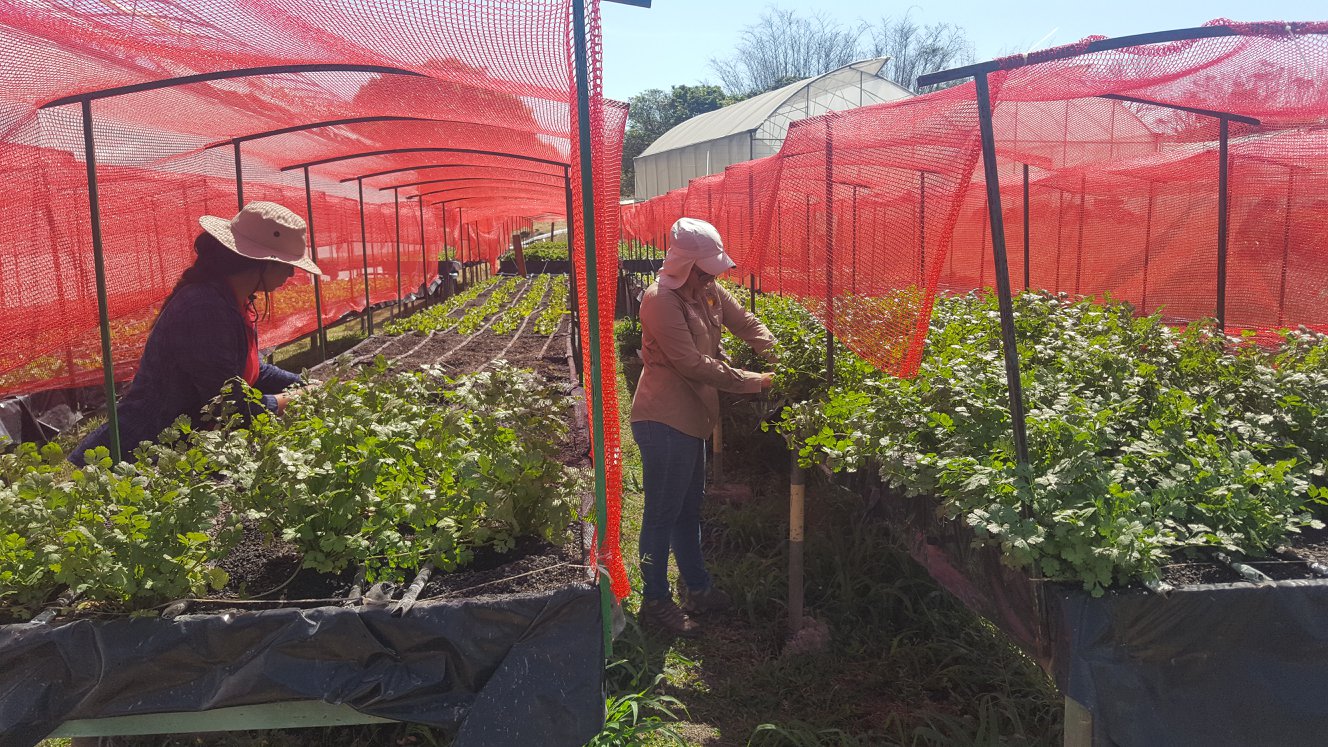 img-noticia-El 33% de las pequeñas empresas agropecuarias son lideradas por mujeres jefas de hogar o asociaciones comunitarias de mujeres.  Foto EEAFB-UCR