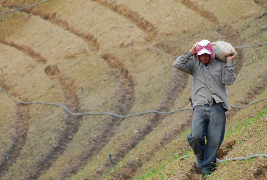 En el trabajo agrícola existen múltiples violaciones a las normas técnicas para garantizar ambientes laborales seguros y acordes a la normativa laboral existente.  Archivo ODI-UCR