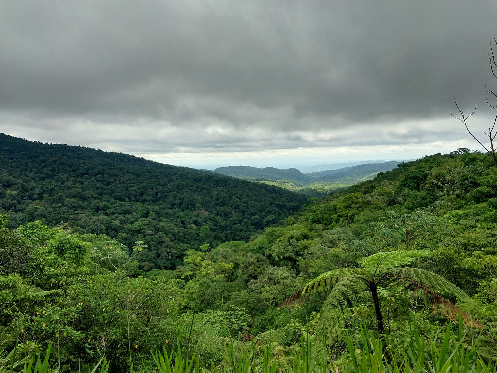 Vista panorámica de la Reserva Biológica Alberto Manuel Brenes en San Ramón. Alajuela
