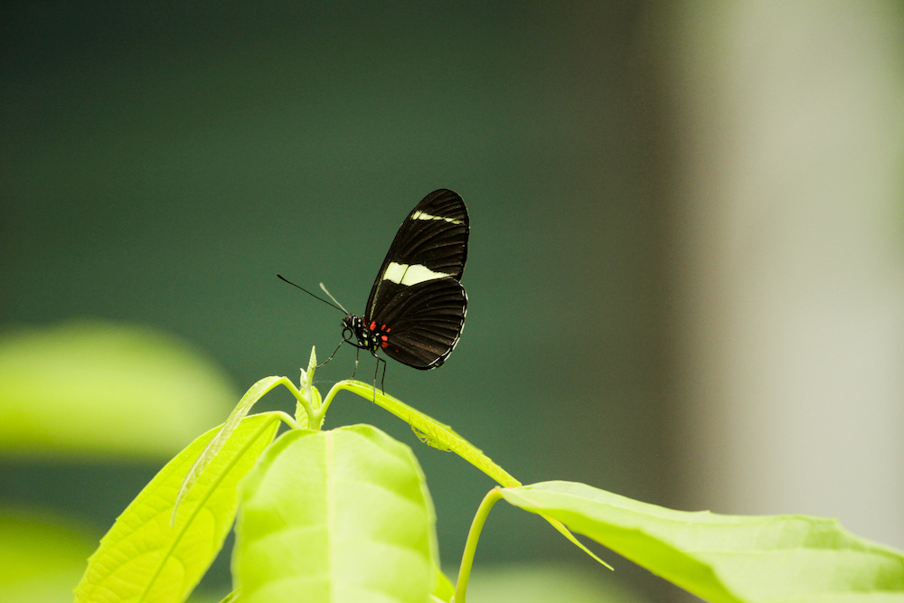 En el Mariposario UCR, un proyecto de Acción Social e investigación de la Escuela de Biología, se pueden descubrir gran variedad de mariposas.  En la imagen aparece una Heliconius sara (mariposa sara). Foto Dennis Castro