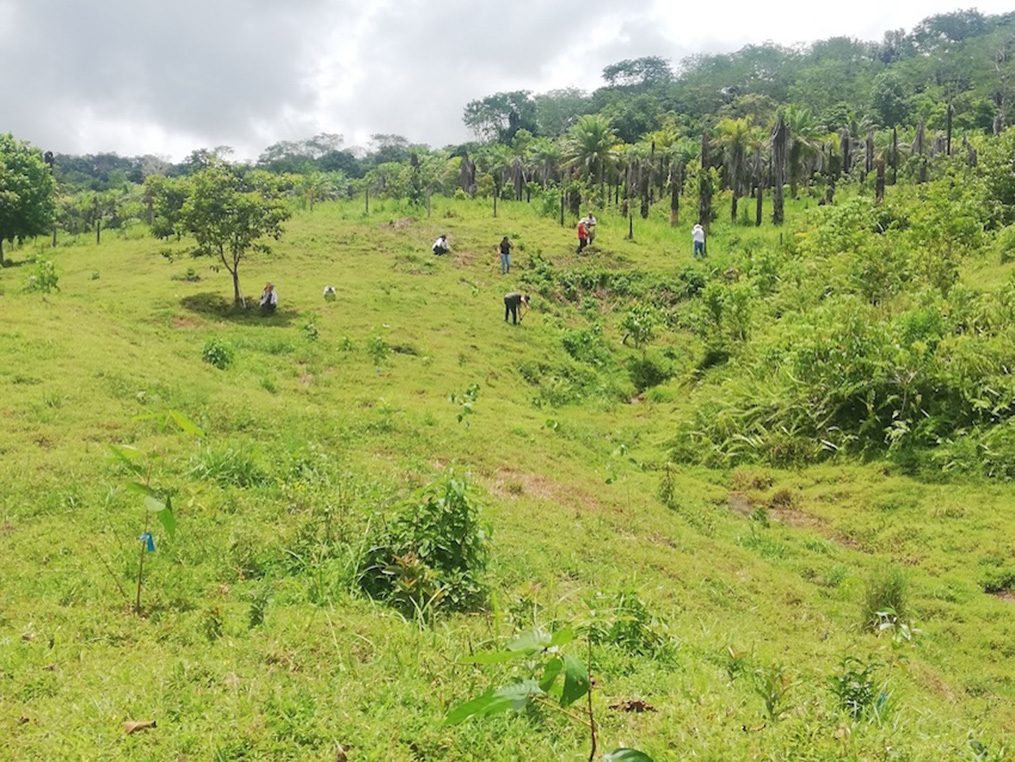 Estudiantes y pobladores reforestando en San Miguel de Cañaza Puerto Jiménez, 2024. Foto de Deivid Paniagua.