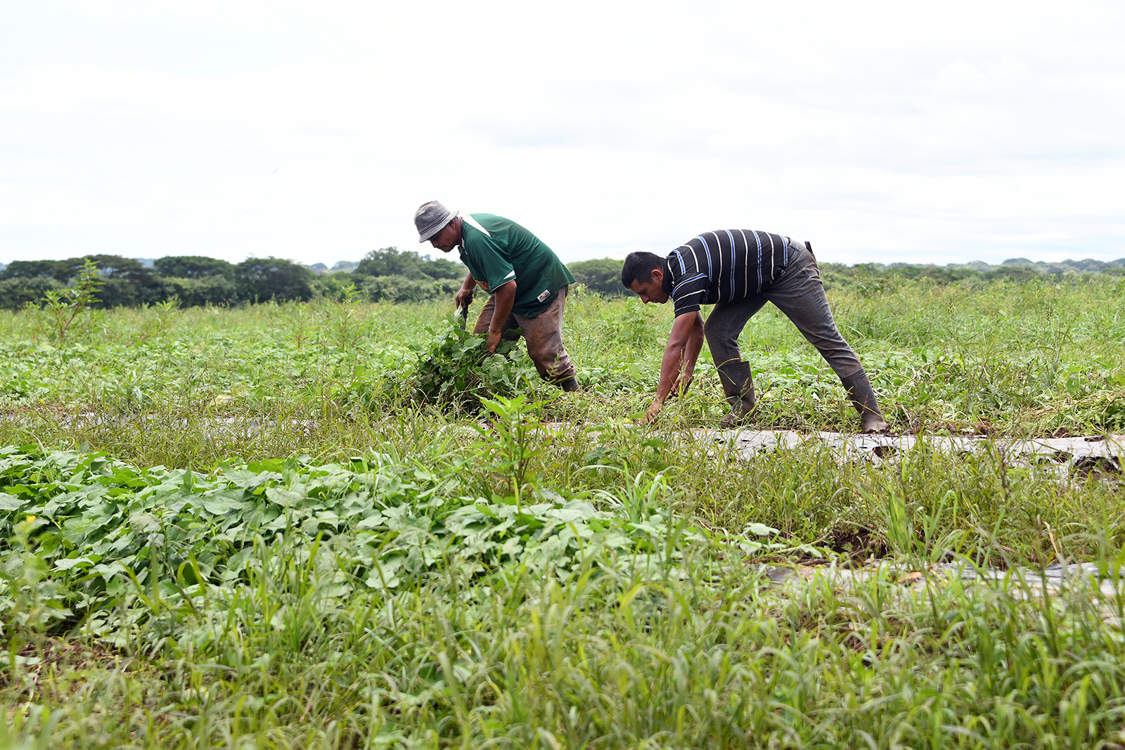 Agricultores arrancando frijoles 