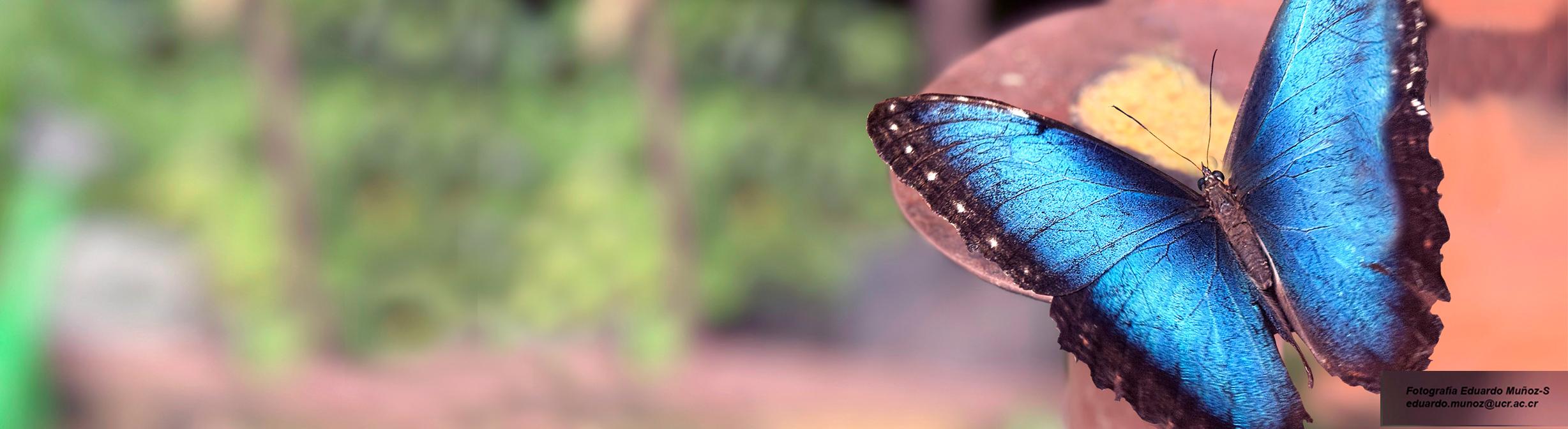 Mariposa Morpho en el Mariposario UCR